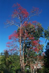 Alkina Flame Tree (6)