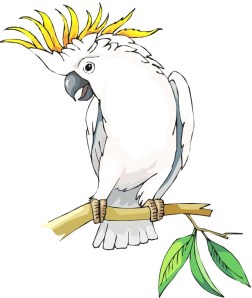 Cockatoo 01