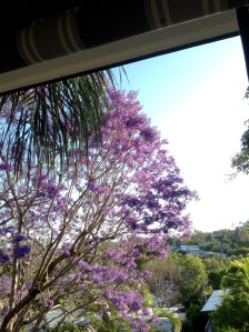 Jacaranda in Afternoon