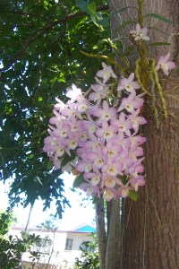 Orchid on Flame Tree