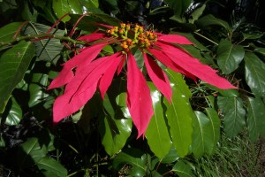 Pointsettia 002