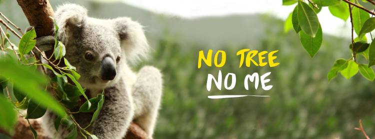 Koala Foundation Logo 05