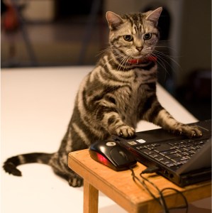 Cat and Computer