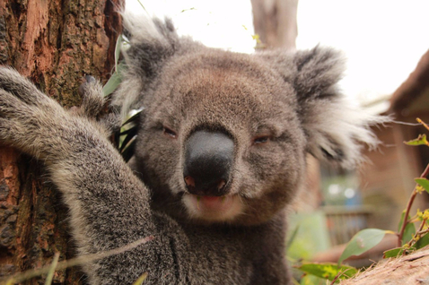 Koala Adoption Certificate (3)