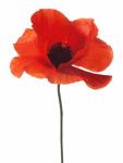 ANZAC Day Poppy
