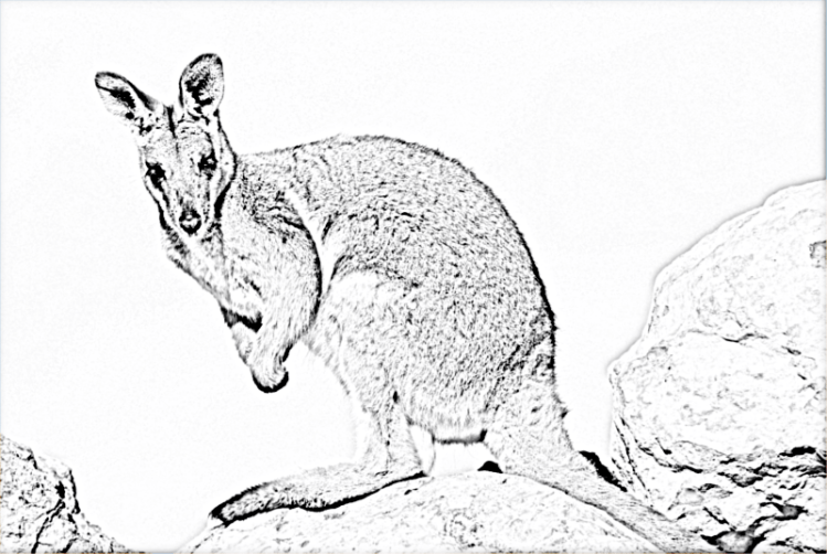 Wallaby 01