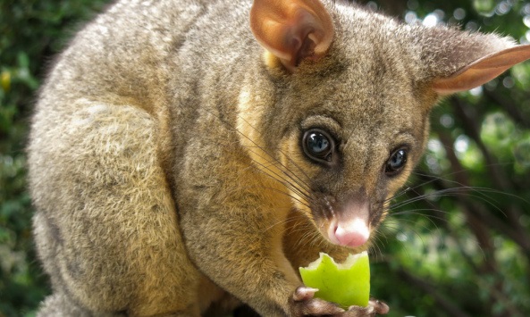 Brushtail possum eating apple