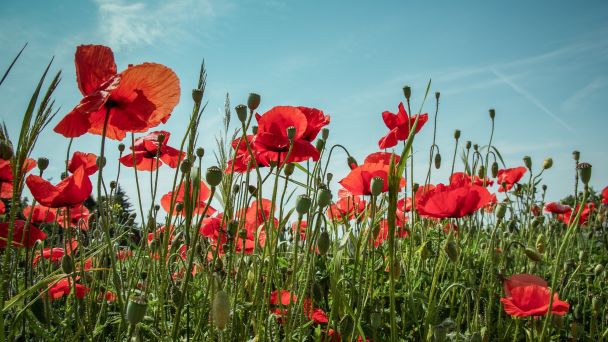Remembrance Day Poppies in Field
