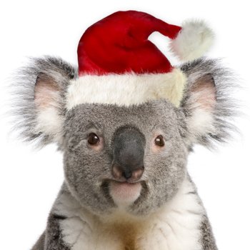 Christmas Koala 001
