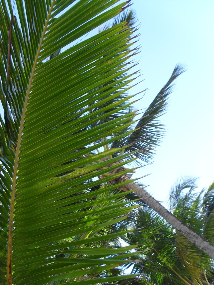 Palm Tree Palm Sunday 2019