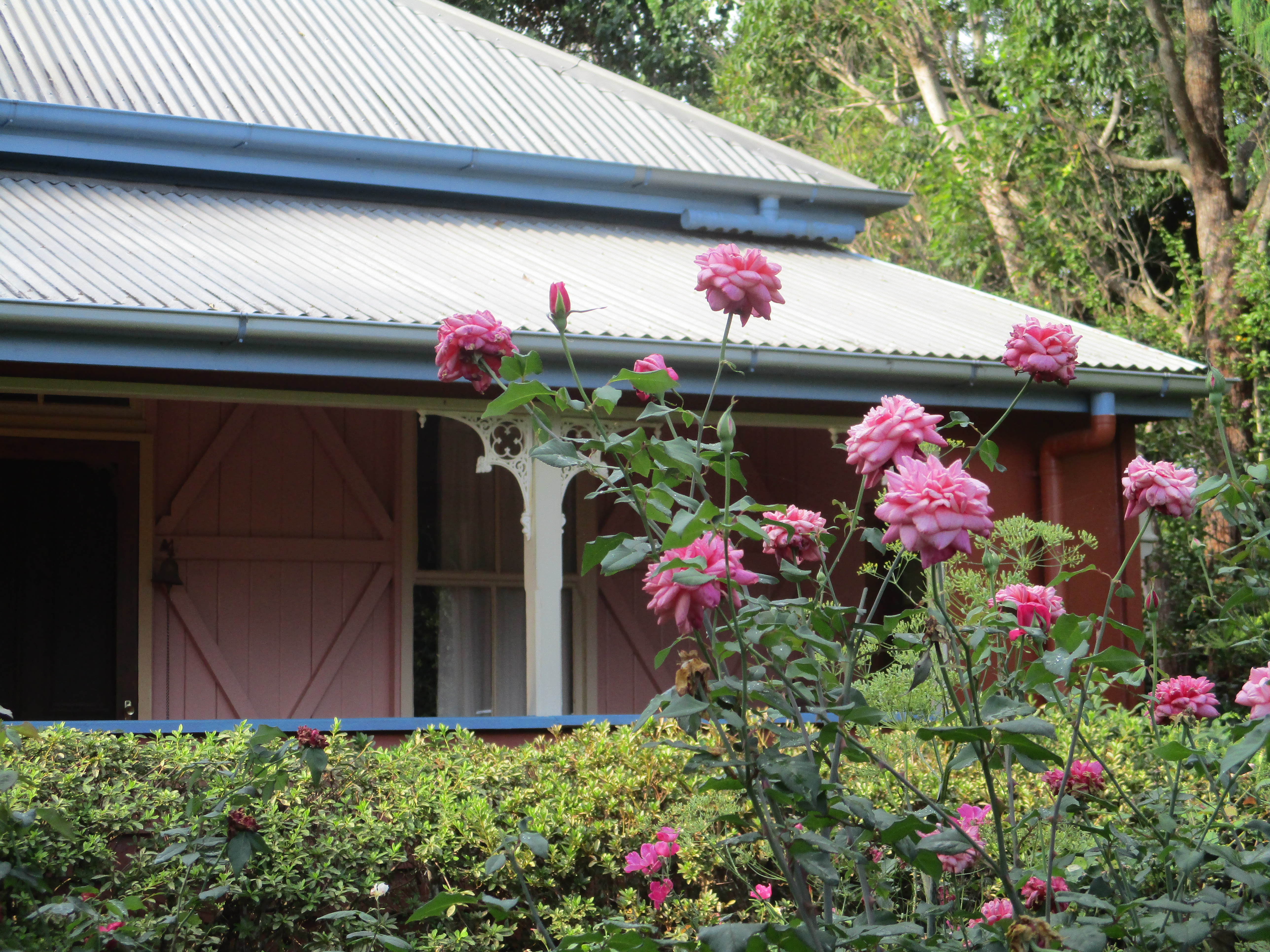 The Shambles Monsieur Tillier Rose