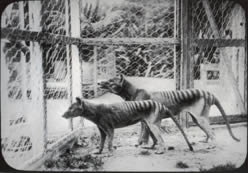 Tasmanian Tigers in Hobart Zoo