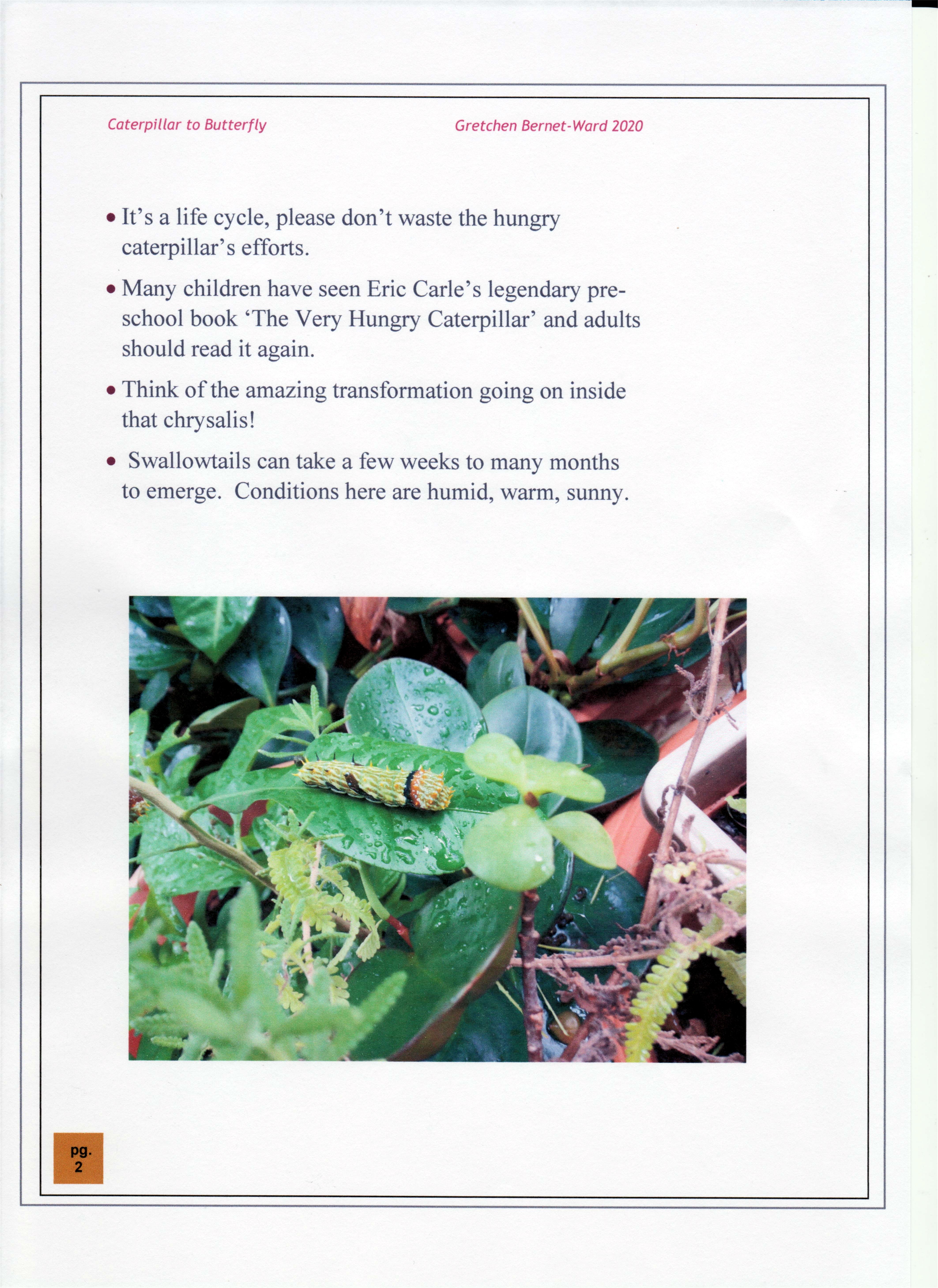 Butterfly Caterpillar 03