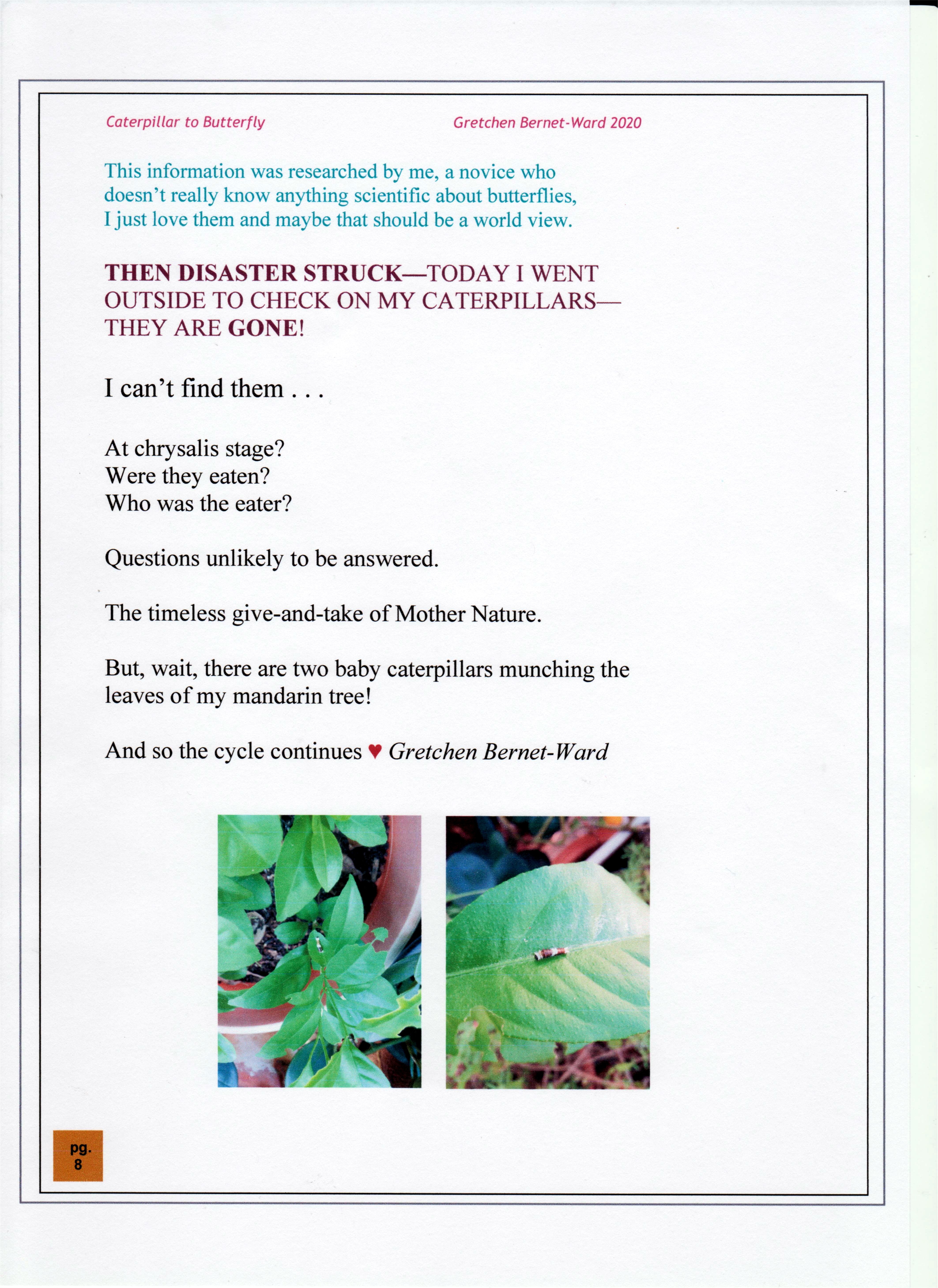 Butterfly Caterpillar 09