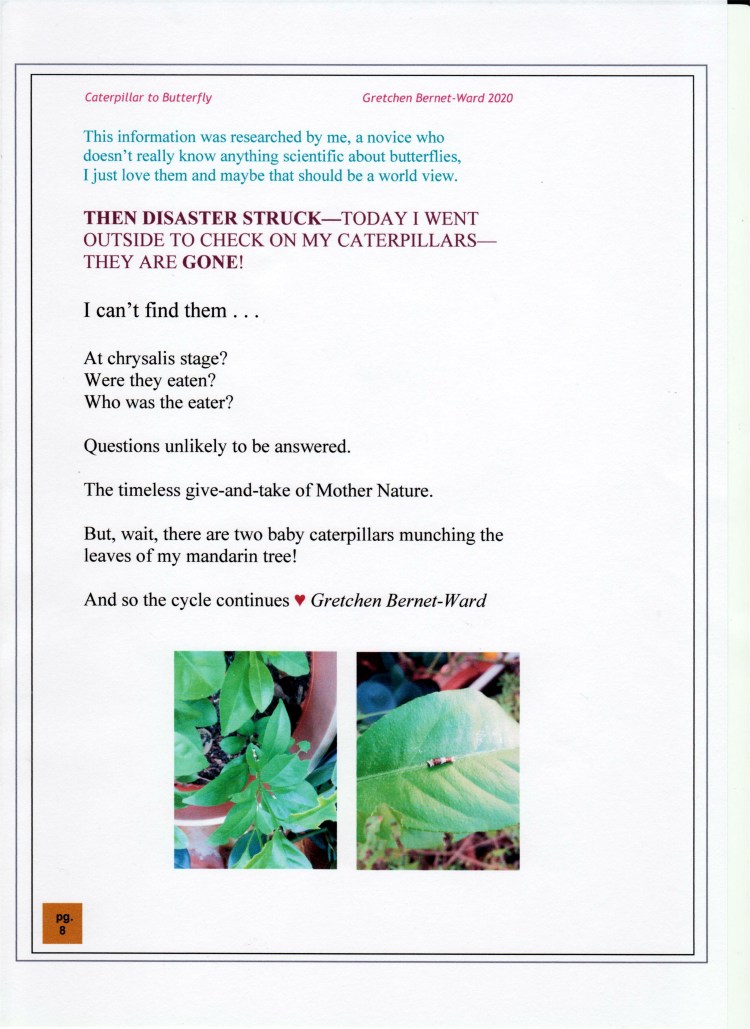 Butterfly Caterpillar 09