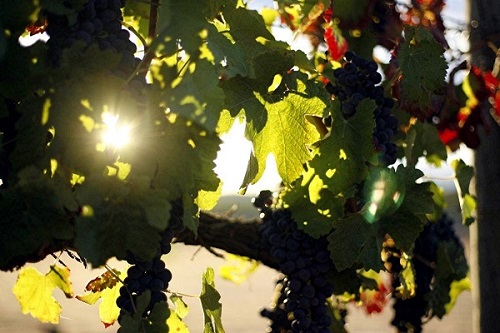 Joanna Baker Australian Author Dappled Light Through Leaves 02