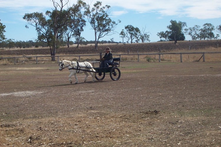 Jondaryan Horses 004