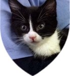 Cat Black and White 04