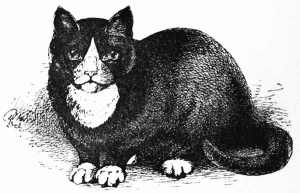 Cat Drawing Guttenburg Project