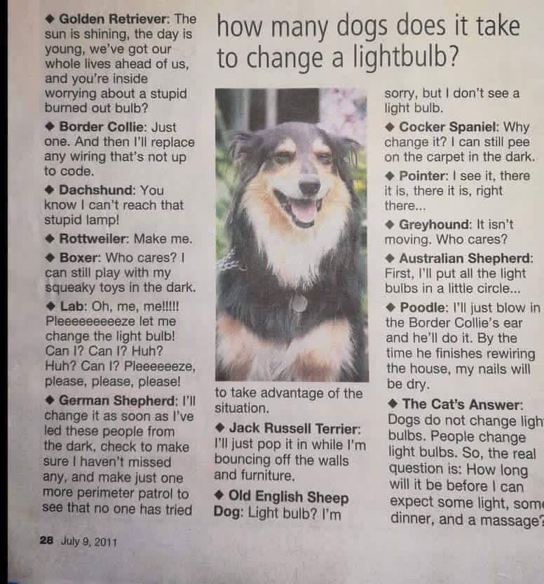 How Many Dogs To Change Light Bulb